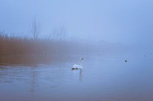 Zwaan in de Mist von Bram Kool