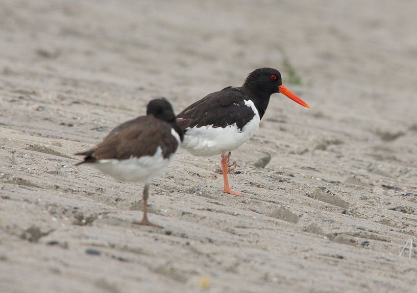 The oystercatcher by Ton van Leeuwen
