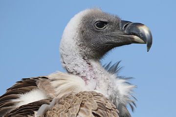 Witruggier (Gyps africanus) van Ronald Pol
