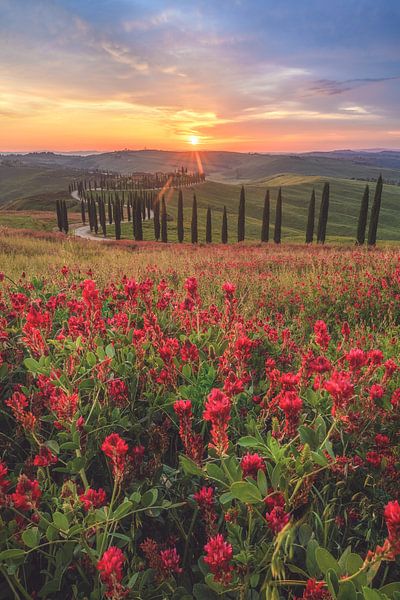Italy Tuscany Agriturismo with cypresses at sunset by Jean Claude Castor