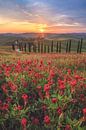 Italy Tuscany Agriturismo with cypresses at sunset by Jean Claude Castor thumbnail