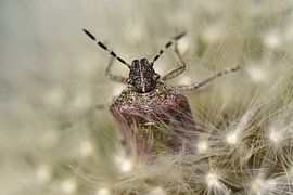 Wants kever op paardenbloem in Tsjechië