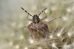 Wants kever op paardenbloem in Tsjechië