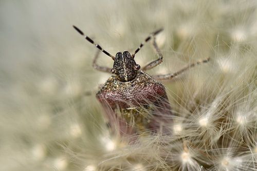 Wants kever op paardenbloem in Tsjechië