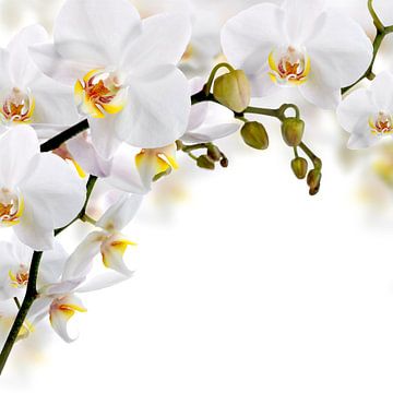 Fleurs d'orchidées blanches sur Diana van Tankeren