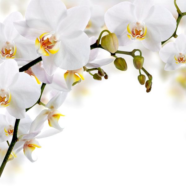 Fleurs d'orchidées blanches par Diana van Tankeren