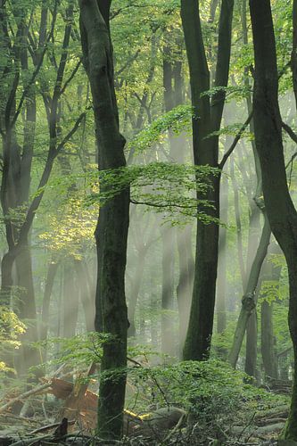 Sunbeams - early morning sun