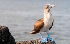 Blauwvoetgent von Maarten Verhees