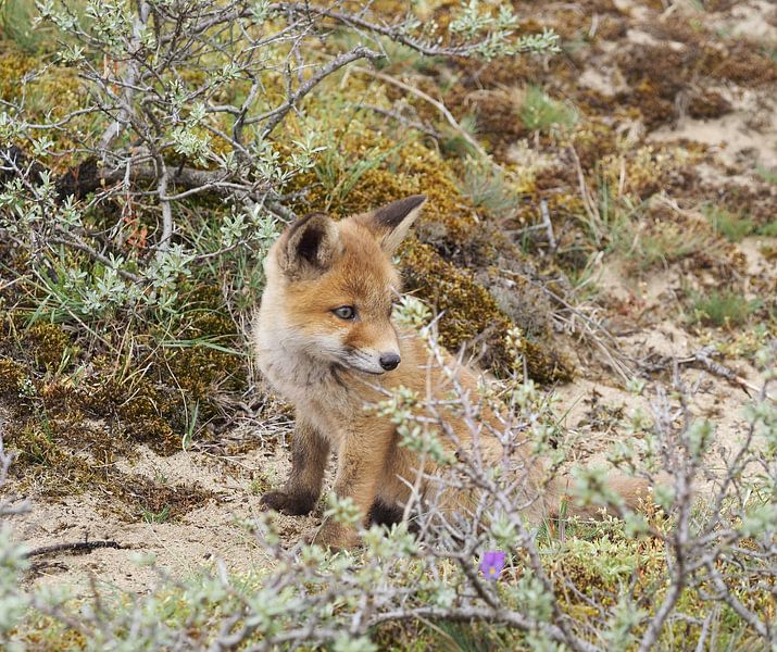 Beautiful little fox, cub by Marjon Woudboer