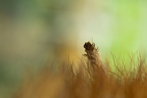 schilderen met de cactus