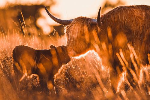 Schottischer Highlander mit Kalb"Der Kuss"