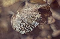 Hortensia en hiver