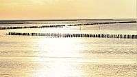 the mudflats