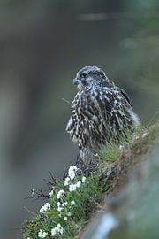 jeune faucon gerfaut (Falco rusticolus) Iceland sur Frank Fichtmüller