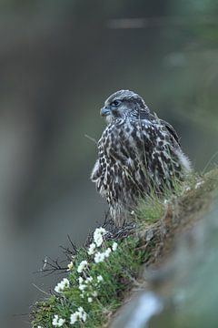 young Gerfalcon (Falco rusticolus) Iceland by Frank Fichtmüller