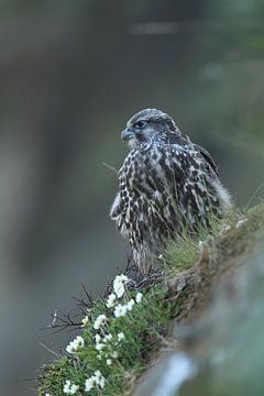 Jonge valk (Falco rusticolus) IJsland van Frank Fichtmüller