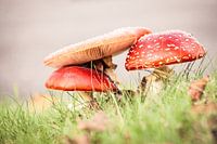 Paddenstoelen