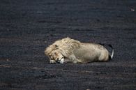 Leeuw in Tanzania van Linda van Herwijnen thumbnail