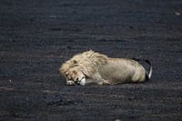 Leeuw in Tanzania