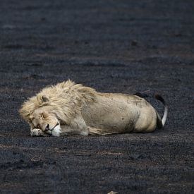 Leeuw in Tanzania von Linda van Herwijnen