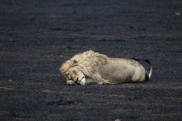 Leeuw in Tanzania van Linda van Herwijnen