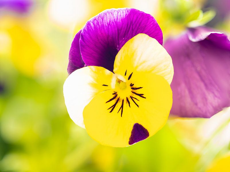 Violette par Maikel Brands