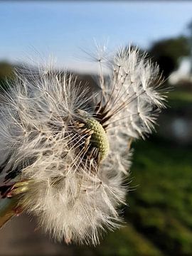 Löwenzahn von Melanie Koudijzer