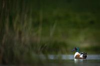 Canard souchet