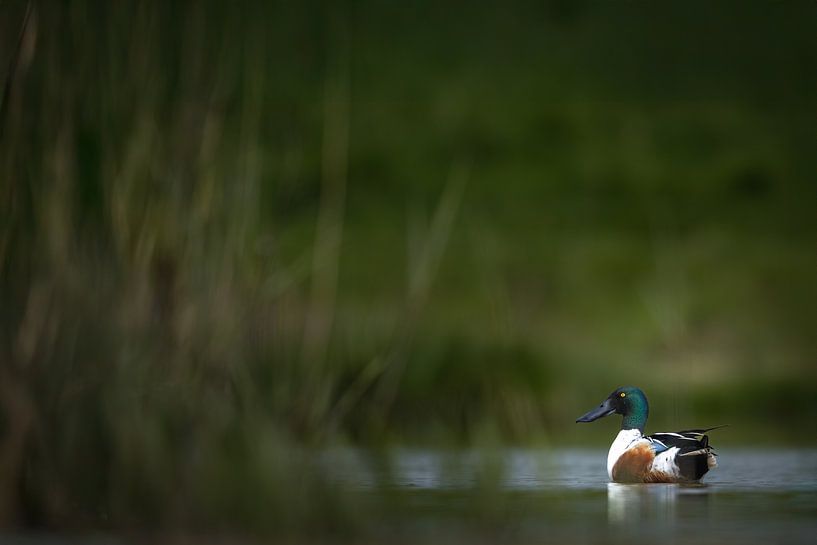 Shoveler duck by antonvanbeek.nl