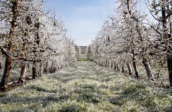Obstbäume im Frühling mit einer Eisschicht gegen den Frost bedeckt