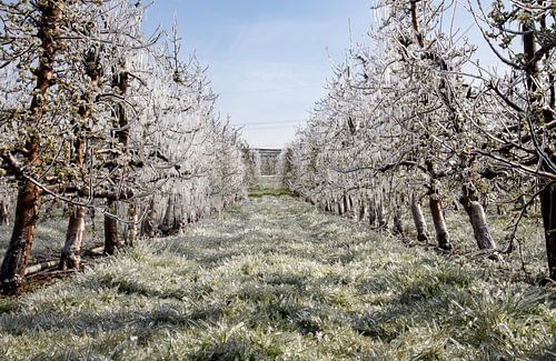 Fruitbomen bedekt met een laag ijs tegen vorst in de lente