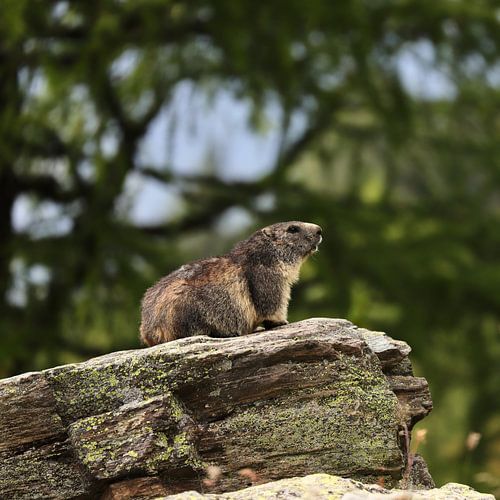 Marmotte, Suisse