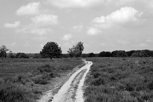 Ein sandiger Weg durch die Ermelosche Heide in schwarz-weiß