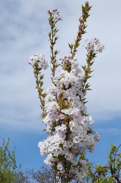 im Frühjahr von Isa Bild