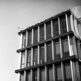 Eine einsame Taube am Bürgerbüro Mosae Forum von Streets of Maastricht