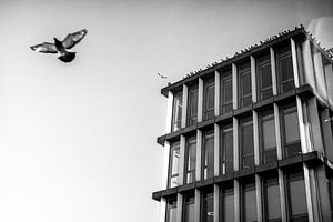 Eenzame duif bij gemeenteloket Mosae Forum