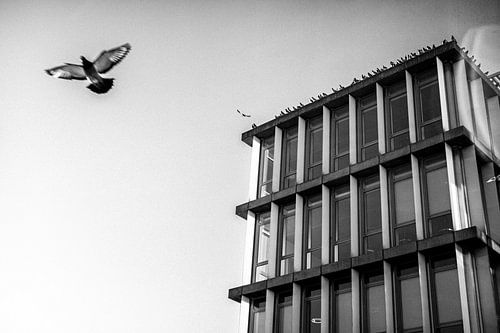 Eine einsame Taube am Bürgerbüro Mosae Forum von Streets of Maastricht