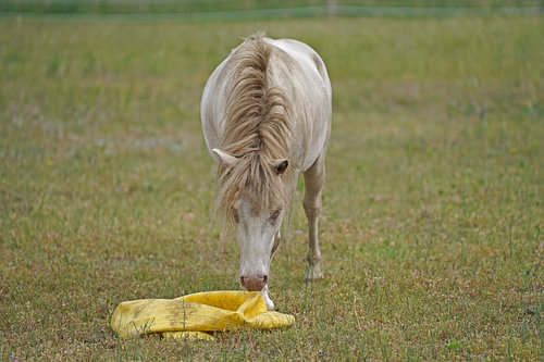 Shetland pony Fredo speelt met de rubberen bal