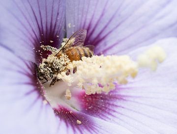 Busy bee on purple flower in pollen by Monique Giling