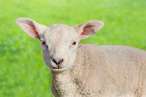 Close up portrait of one newborn white  lamb in green meadow sur Ben Schonewille
