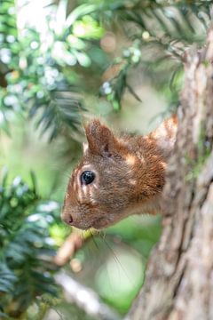 Eichhörnchen spielt Verstecken und Suchen von Anne Ponsen
