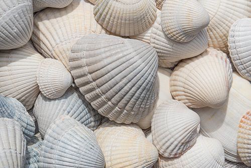 Schelpen wit, crème en beige (horizontaal)