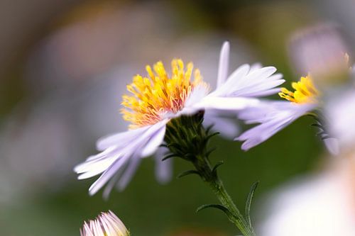 Summer chrysanthemum