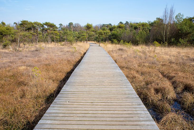 Winterlandschap met houten voetpad in gras met bos van Ben Schonewille