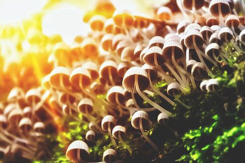 Lever de soleil sur la ville champignon