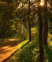 in het zonnige bos
