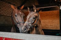 Horse and foal