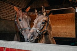 Horse and foal by Chantal Osnabrugge