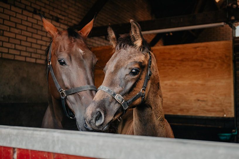 Horse and foal by Chantal Osnabrugge