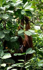 Hiding Orang-Utan  by Florian Kleb